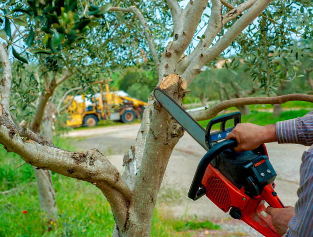 Best Residential Tree Removal  in Marble Falls, TX